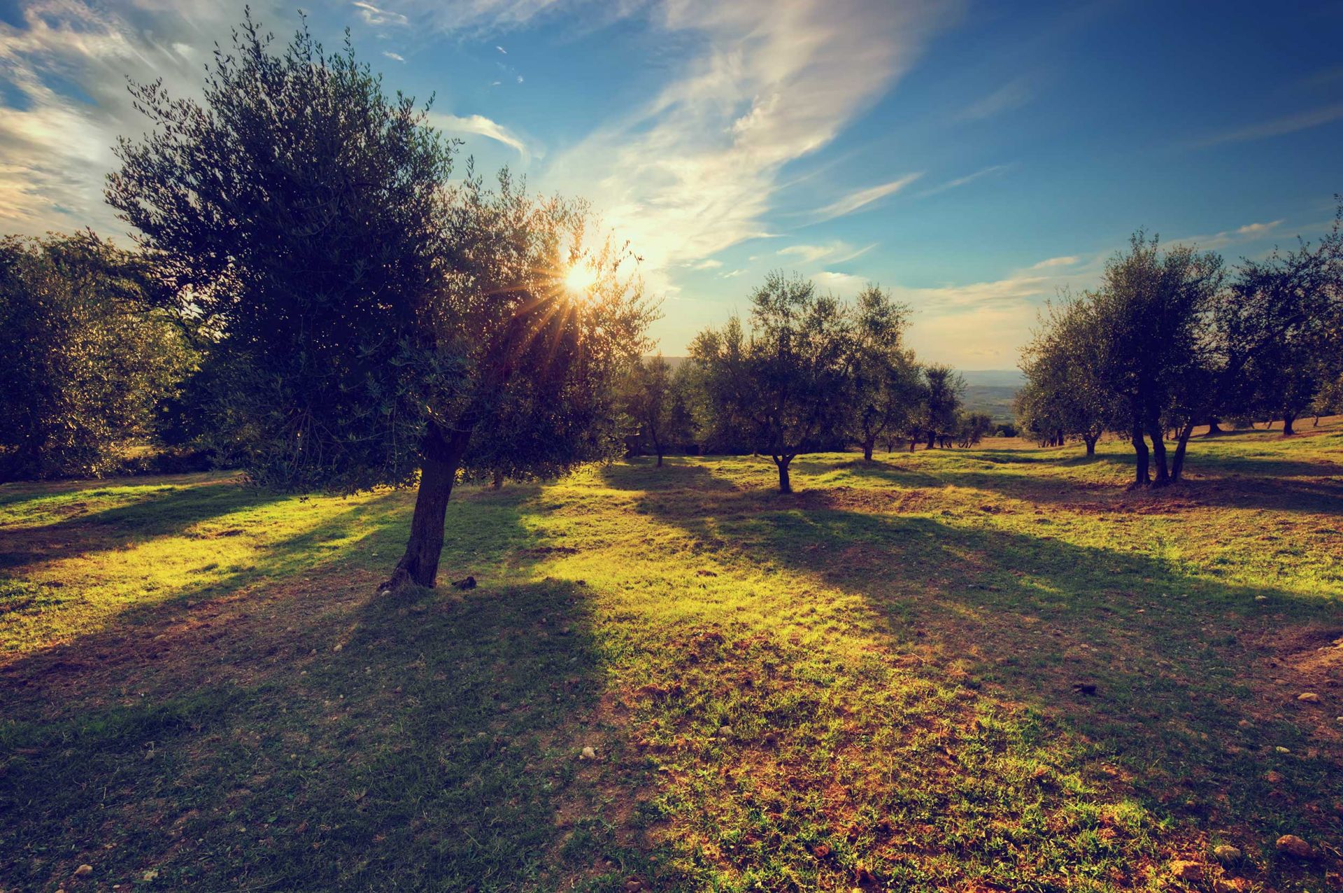 Photo hero - Oliviers / Moulin / Paysage Provence